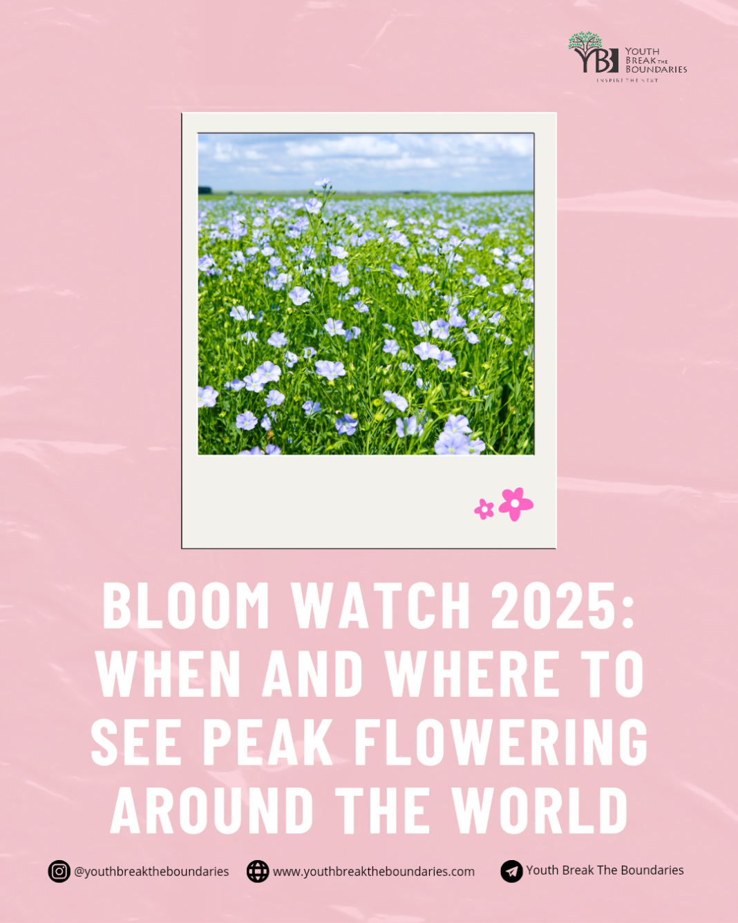 Bloom Watch 2025: When and Where to See Peak Flowering Around the World